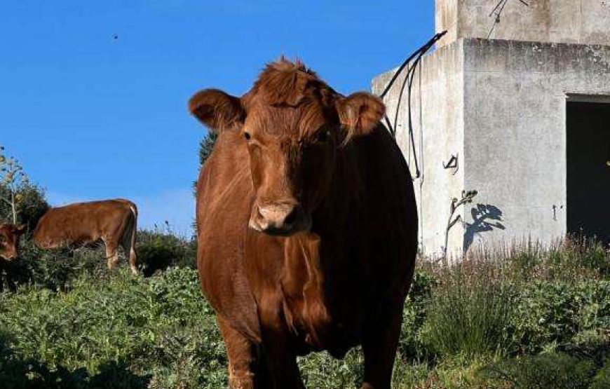 Agriturismo Mongofre Nou