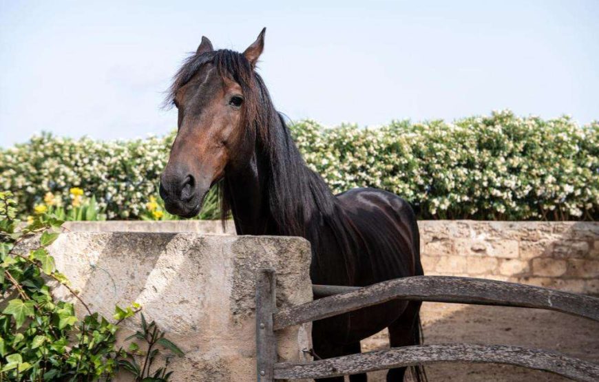 Agriturismo Son Juaneda