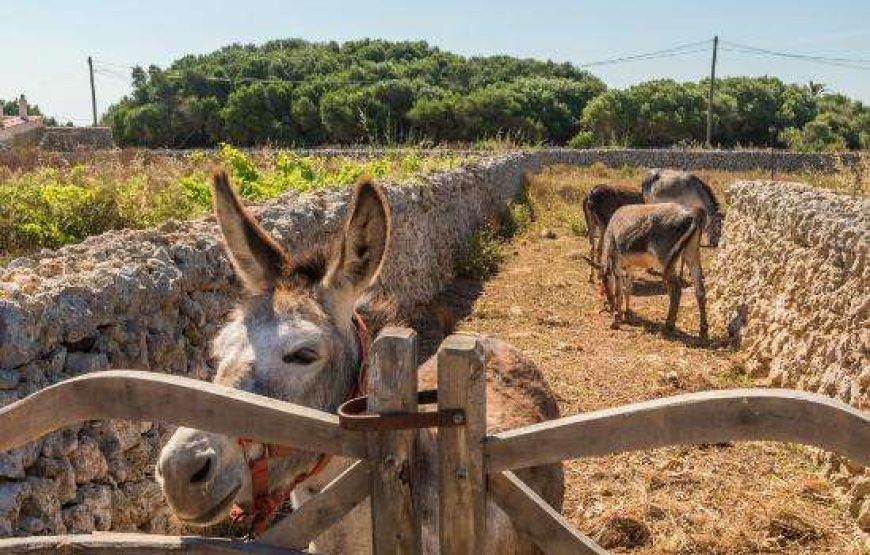 Estancia d’en Carretero – Biniarroca